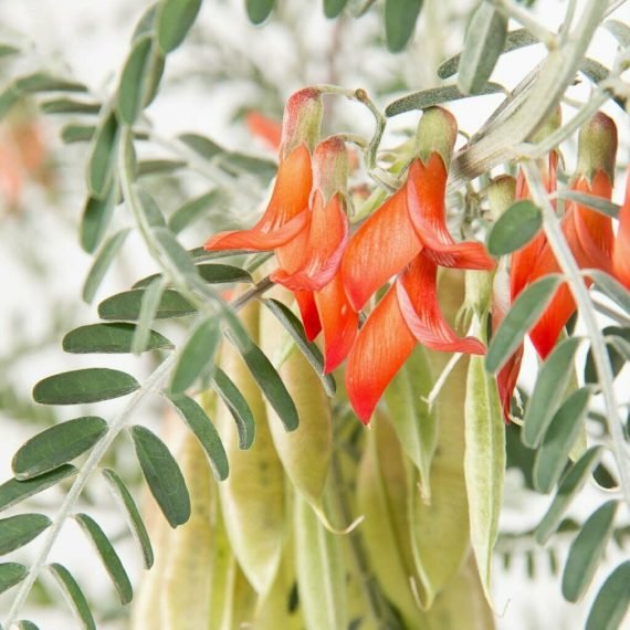 Sutherlandia frutescens